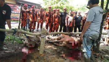 PANGKALPINANG - Pemuda Pancasila Bangka Belitung Kurban 3 Ekor Sapi,